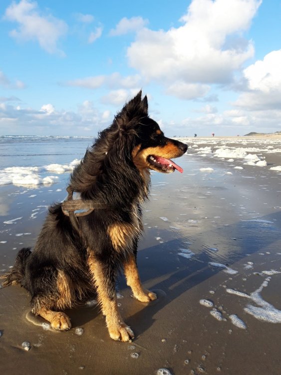 hond 2.jpg