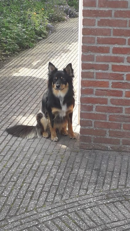 Hond 1.jpg