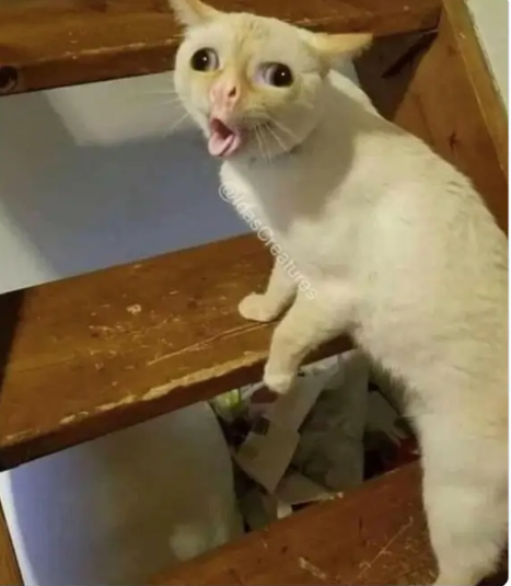 1942203956_Screenshot2021-10-24at18-57-51MostfunnyPicturesintheworldGoogleSuche.png.0e77bb303b2779d120262f1abfd8a2c2.png