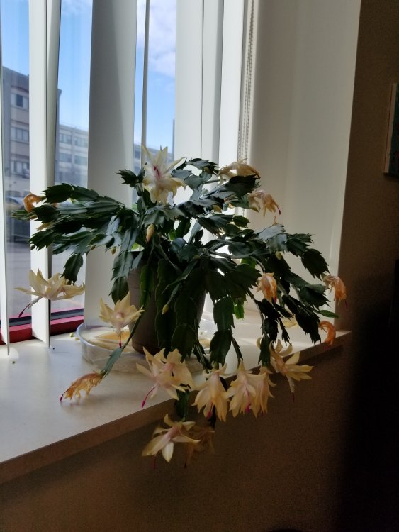 1180342571_MarysChrismasCactus.thumb.jpg.ab36b922a4fe5ff28f95e72d7645f4d3.jpg