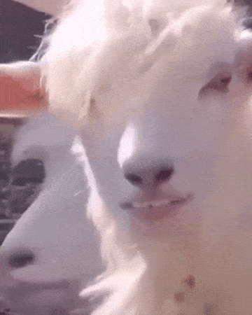 youtube-video-gif(1)-min.gif.efdce96f148e77f92554b3d3d5793162.gif