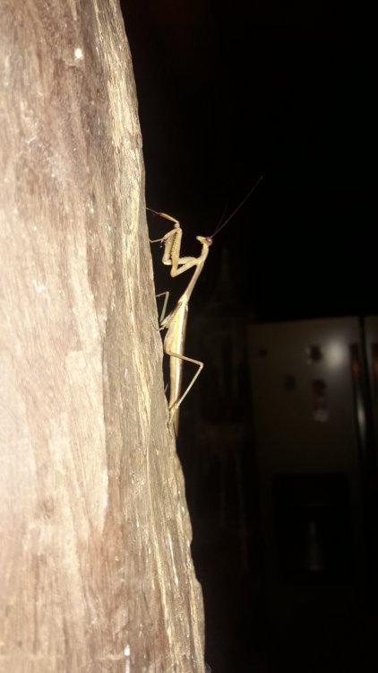 20210612_013959.thumb.jpg.9ad80a45f73bfc34437146d76f4ab41f.jpg