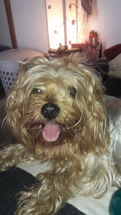 20211227_153050.thumb.jpg.f27ad50ca9238d79c688dcf51e18bad2.jpg