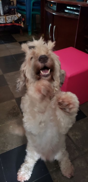 Molly.jpg