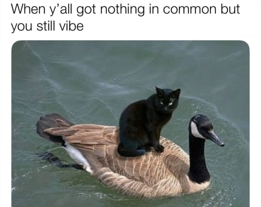1284443026_Screenshot2022-05-24at23-42-54MemesoftheDay.png.cdc15858dcd3c9d0a2a2b2825bf19a88.png