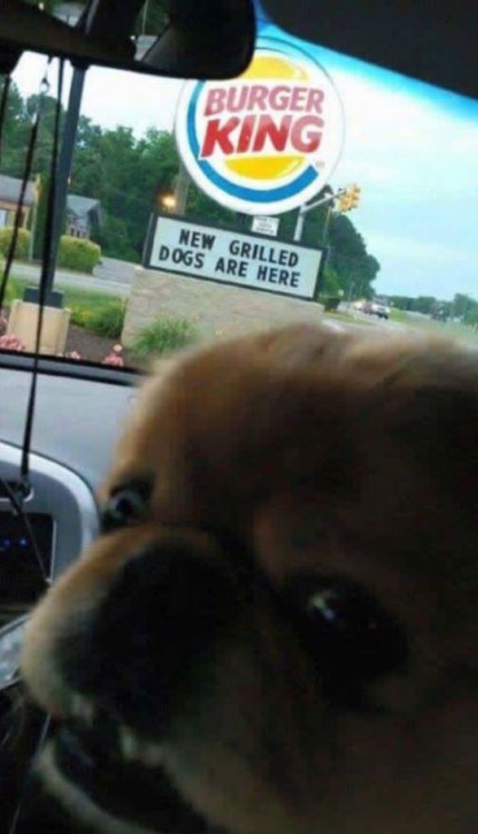 100-Of-The-Funniest-Pictures-Ever-Seen-On-The-Internet-32.thumb.jpg.17f35af019d3b62010eeba90539146b4.jpg