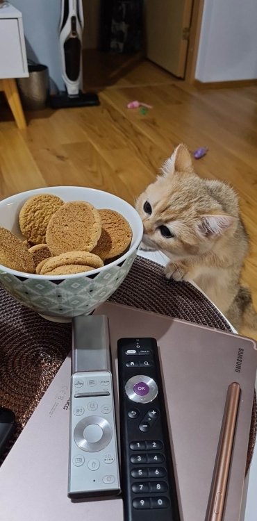cookies.jpg