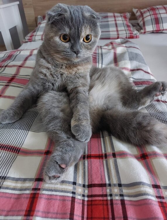 COCO.jpg