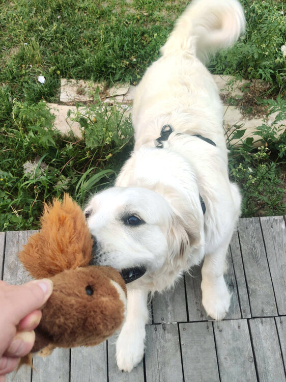 doge.thumb.jpg.62f2d372aa99b1fa159df88cc6555c4b.jpg