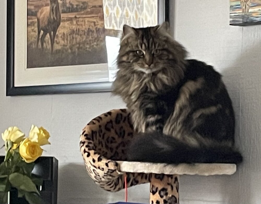 Luna.jpg