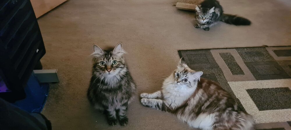 cats2..jpg