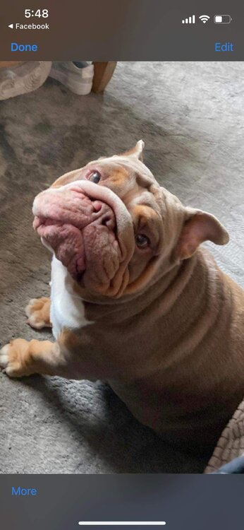 dog.jpeg