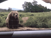 IMG_5692.gif.56df2e3d6186b9822ea11031ee995bb7.gif