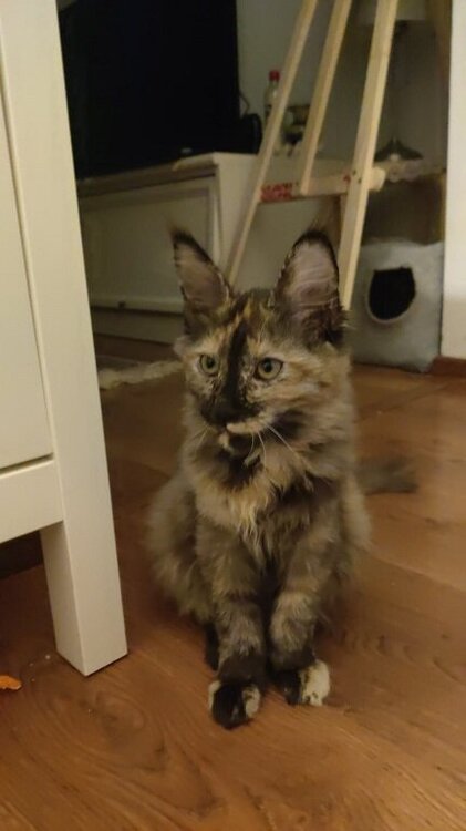 Maine.thumb.jpg.95e55078afa22c23c77eb3c16fc507fe.jpg