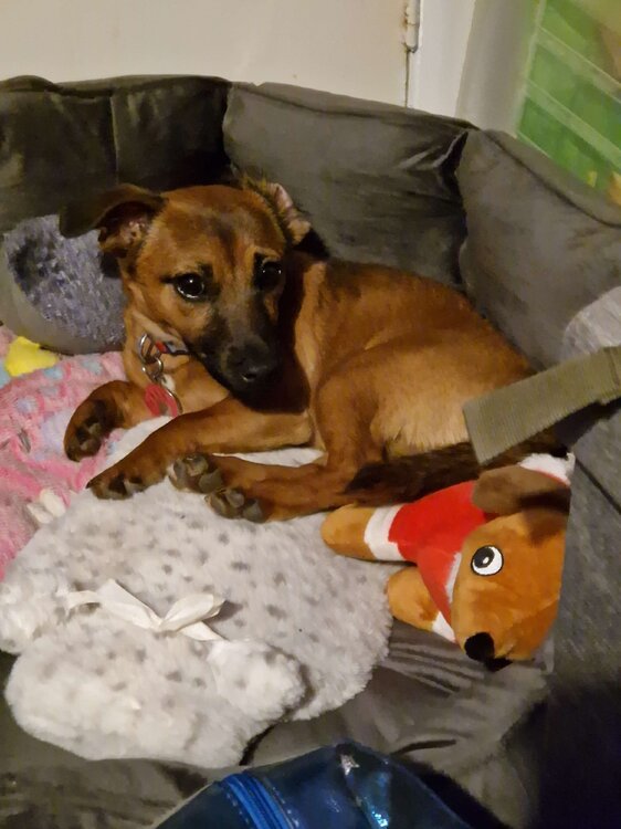 20240112_204722rosie.jpg
