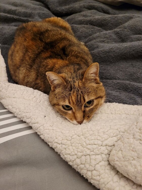 Chatte.jpg
