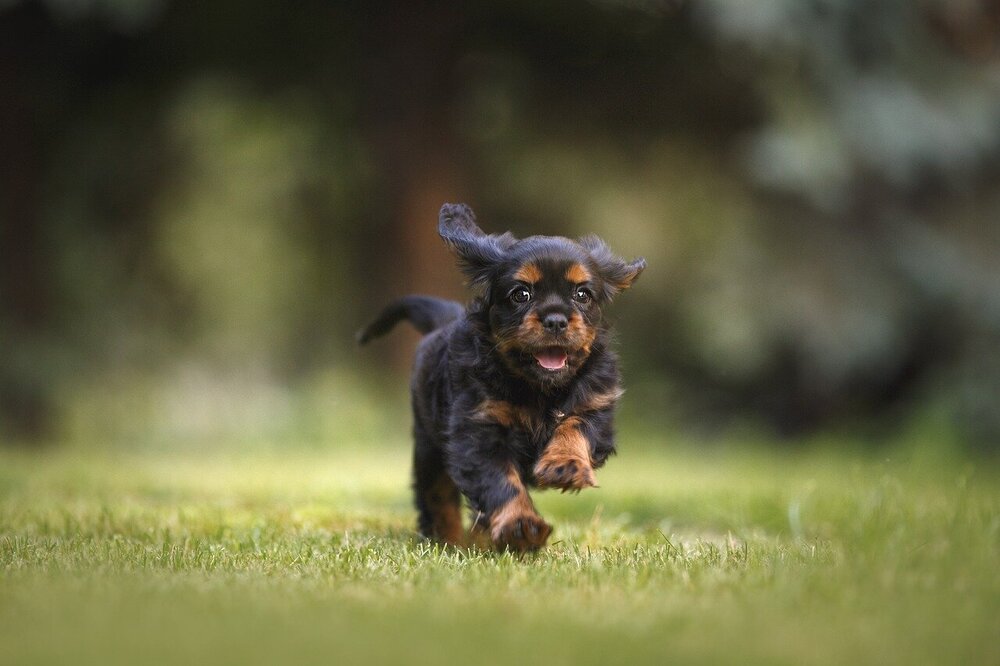 dog-6977210.jpg