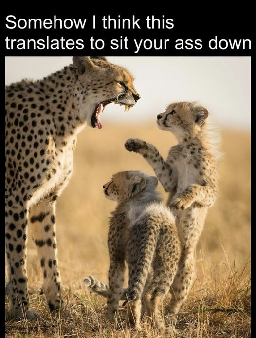 image.png.c6dcd69efe16a1c1e22c74fcbb7625d2.png