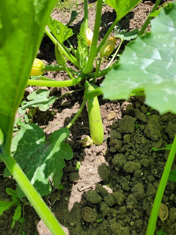 Courgette.jpg