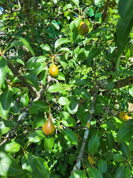 Pears.jpg