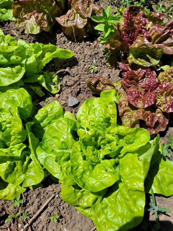 Salades.jpg