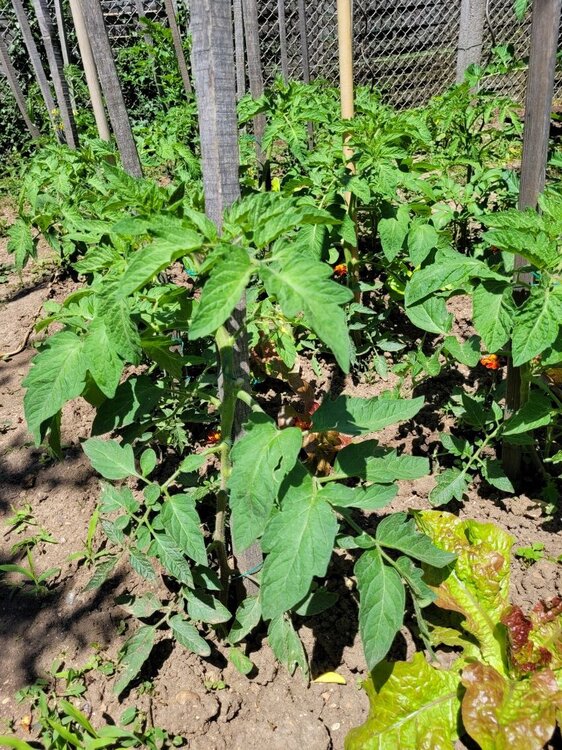Tomatoes.jpg
