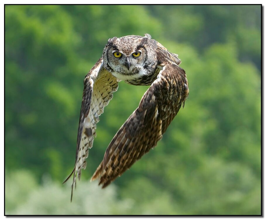 owl in flight.jpg