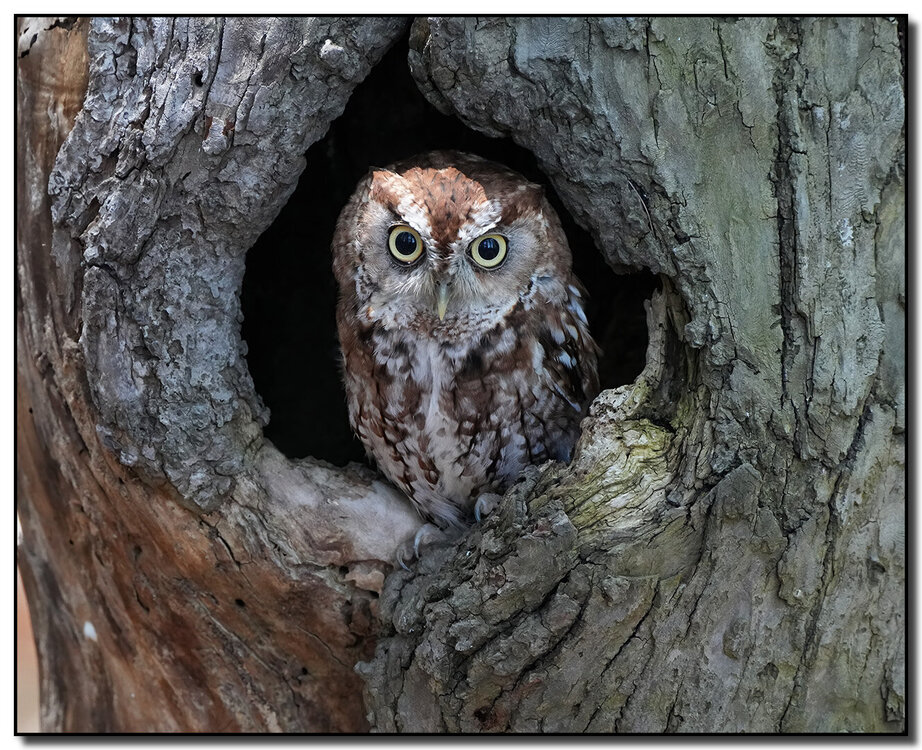 screech owl.jpg