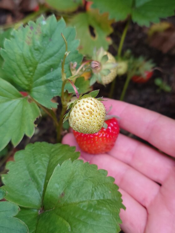 20240609_185950.JPG