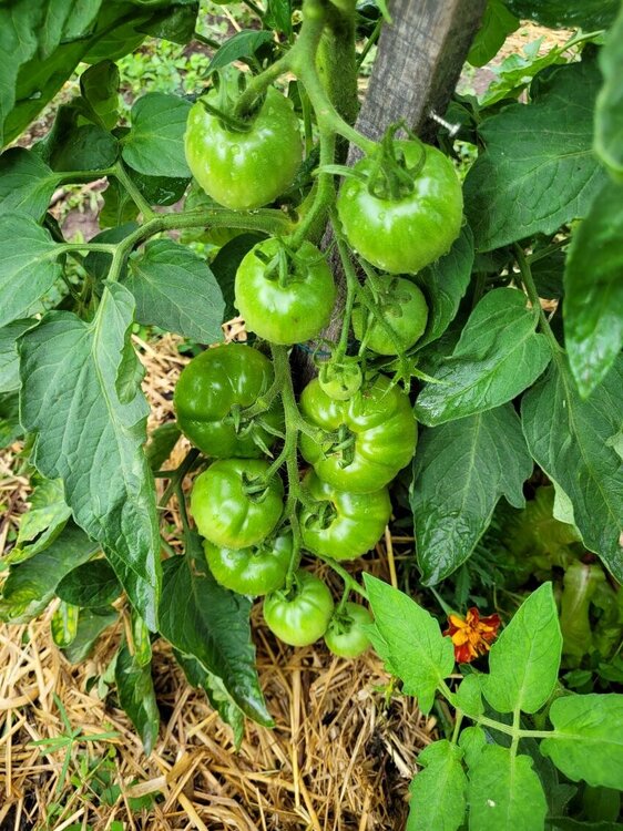 Tomates 1.jpg