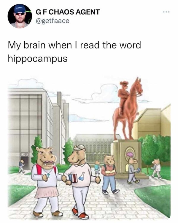 hippocampus.thumb.jpg.26b04d2e394e467351e7b10a3d0e1c20.jpg