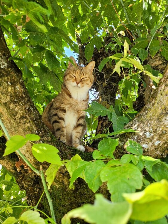 Chatte.jpg