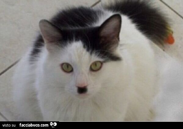 gatto-hitler_a.jpg.d551eb62f9a66d942f7b2ed66671ece7.jpg
