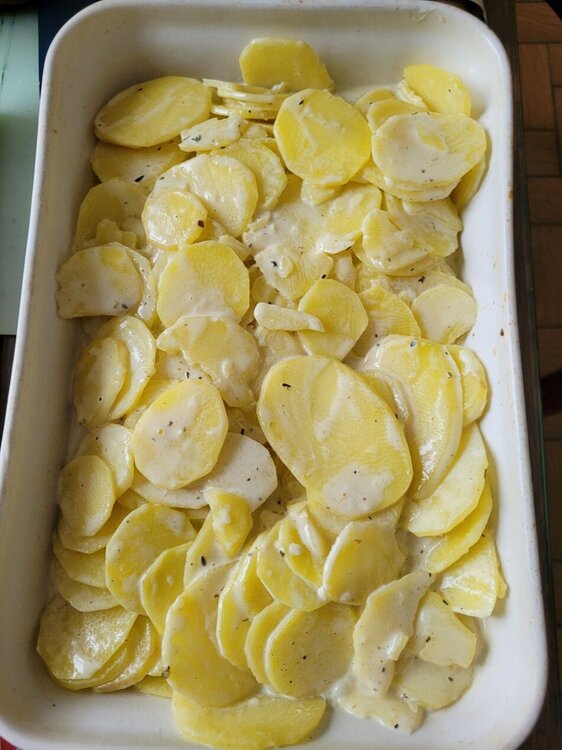 Gratin 1.jpg