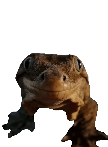 image.gif.204e89b3bb62d5b9ea746eec49b17e56.gif