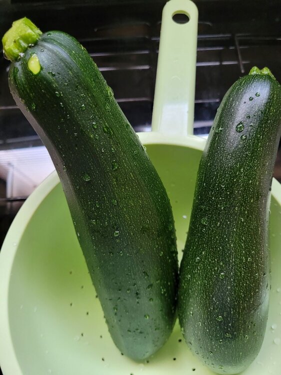 Courgettes 1.jpg