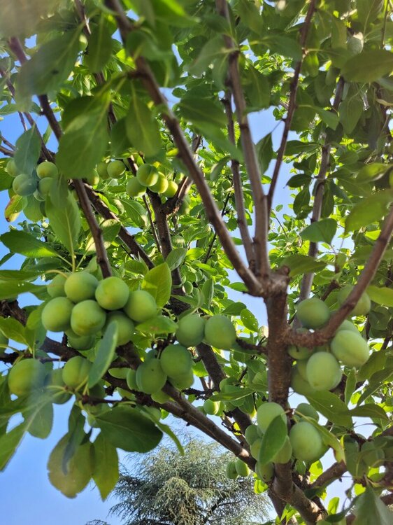 Prunes.jpg
