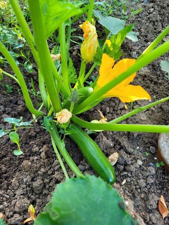 courgettes.jpg