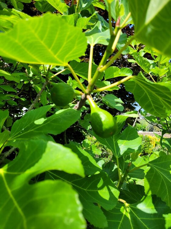 figues.thumb.jpg.07d18c2defd2a0e25affa92063aadcc0.jpg