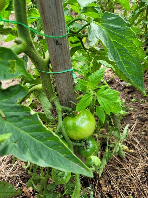 tomates 1.jpg