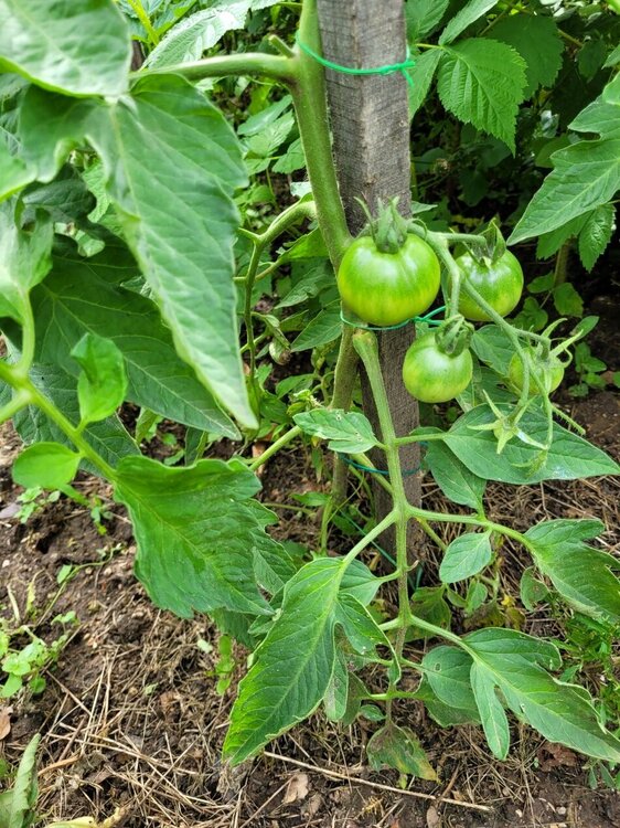 tomates 2.jpg