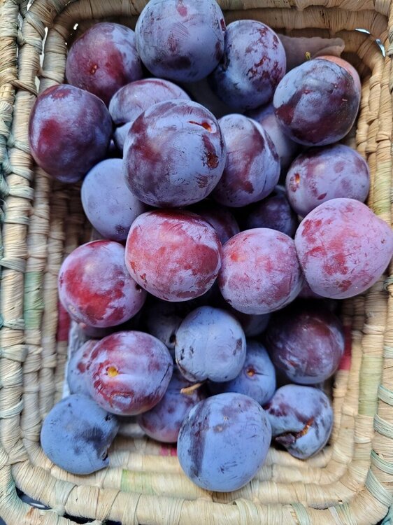 Prunes.jpg