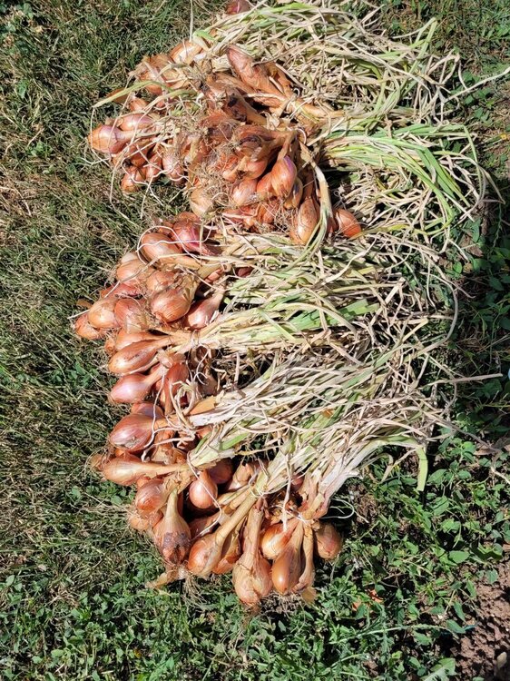 Shallots.jpg