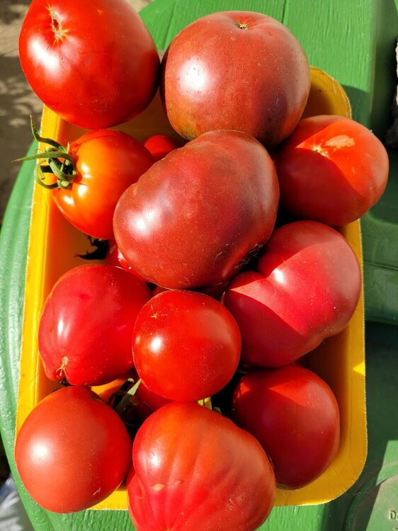 tomates.jpg
