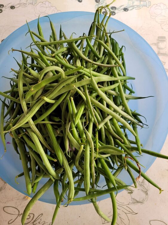 Haricots.jpg