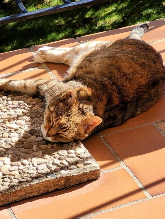 Chatte.jpg