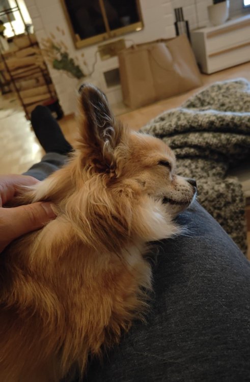 image.thumb.jpeg.068016a36d7632d2e253a3f86b7f4ff7.jpeg