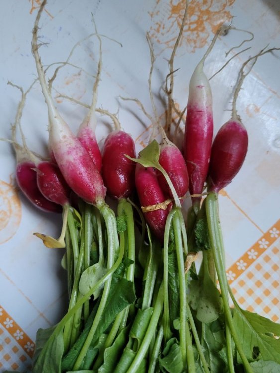 radis.jpg