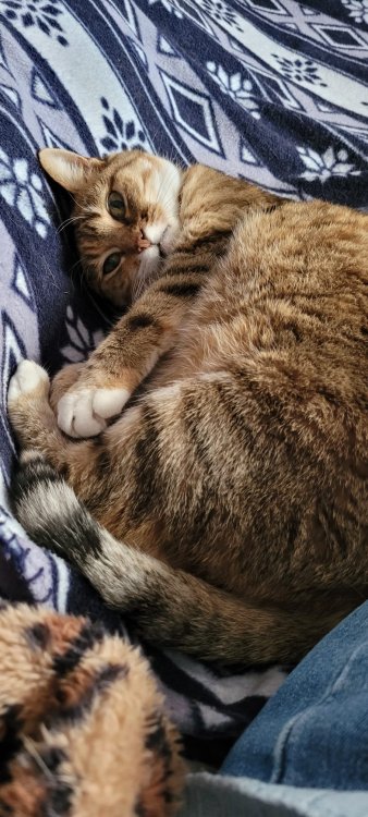 Chatte.jpg