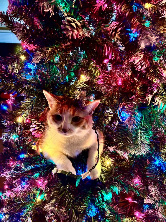 IMG_0244.jpeg